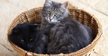 תושב בית שמש הורשע בהתעללות בחיה לאחר שהרעיל למוות שישה חתולים