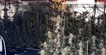 פתח תקוה: נחשפה מעבדת הידרו עם 300 ק"ג שתילים