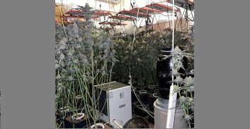 כתב אישום: גידלה יותר מ-300 ק"ג קנאביס בדירה שכורה בפתח תקווה