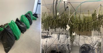 העונש לצעיר שגידל 542 שתילי סם במעבדה בדירה שכורה בפתח תקוה