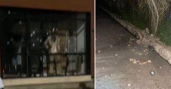 דליית אל כרמל: רימון נזרק לעבר בית, ירי לעבר עסק מקומי