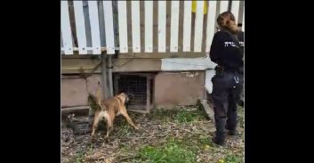 פ"ת: מוכר למשטרה נעצר בחשד להחזקת אקדח ו-7.5 ק"ג מריחואנה