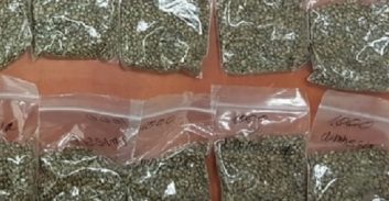 חזר מרומא עם "אריזות קפה" ובהן 6.5 ק"ג זרעי קנאביס