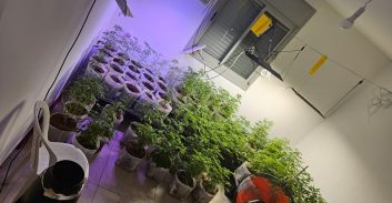 העונש לצעיר שגידל 75 ק"ג קנאביס וסחר בסמים עקב הסתבכות בהימורים