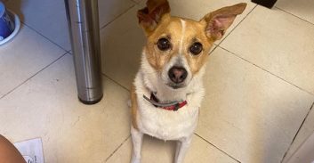 בעלת כלב זוכתה מאחריות פלילית על הכלב שנשך שכן שצעק עליה