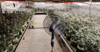 כחצי טון קנאביס נמצאו במעבדת סמים בקלנסווה