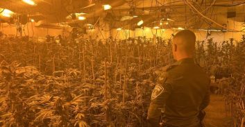 מאסר על תנאי לצעיר שגידל והחזיק 13.5 ק"ג קנאביס בדירה בחריש