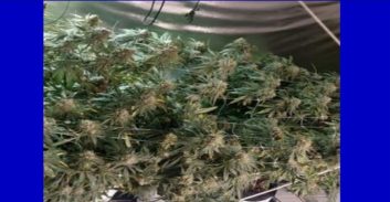 הצהרת תובע: תושב חיפה פתח "עסק" לסחר בקנביס וחשיש