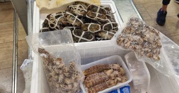 צפו: עובד סיני שהגיע מדובאי נתפס בנתב"ג עם סרטנים חיים