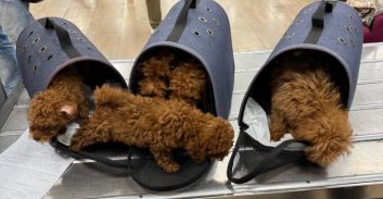 סוכל ניסיון להבריח עשרה גורי כלבים מסוג "פודל טוי" לישראל