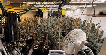 34 ק"ג שתילי קנאביס במעבדת הידרו בעכו