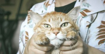 בית הדין של הלשכה דחה בקשה להשעיית עורך-דין הנאשם בהתעללות בחתול