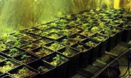 כתב אישום: גידל 73 ק"ג קנאביס בדירה שכורה בגבעת שמואל