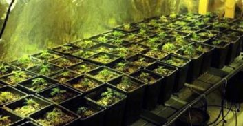 העונש לצעיר מבאר-שבע שגידל עשרות ק"ג קנאביס בדירה שכורה בתל-אביב