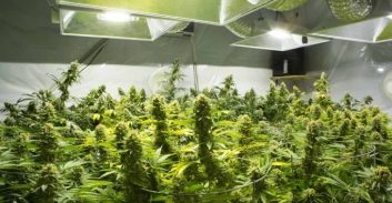 כתב אישום: התחבר פיראטית לחשמל בבניין כדי לגדל כ-1000 שתילי קנאביס 