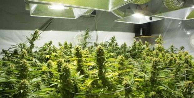 באר-שבע: שלושה מוכרים למשטרה נעצרו בחשד להחזקת מעבדה וגידול קנאביס