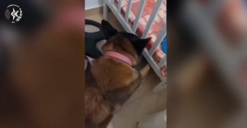 חשד: בני-זוג מלוד החזיקו מצבור סמים קשים מתחת למיטת בנם התינוק