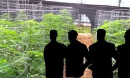 התפתחות בחקירת ניסיון לגניבת 130 ק"ג קנאביס מחוות גידול