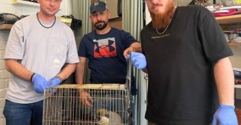 תל-אביב צפון: הבלשים חזרו לתחנה עם קוף ו-800 גר' מריחואנה