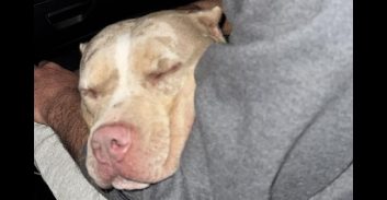 נאשמים שגנבו כלבה ודרשו כופר: "10,000 שקל, או שהכלבה תעבור לתל-שבע"