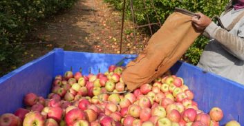 הפתרון היצירתי לבעיית מגורי העובדים הזרים: מבנים ארעיים בבתי אריזה וחממות