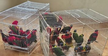 הוארך מעצרו של חשוד בגניבת תוכים נדירים מגן החיות התנ"כי בירושלים