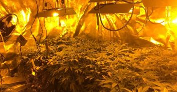 עבודות שירות לשלושה נאשמים בתיק גידול 190 ק"ג קנאביס בפתח-תקווה