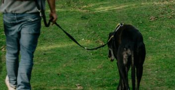 באר שבע: חשוד שסחט אלפי שקלים בגלל נשיכה של כלב