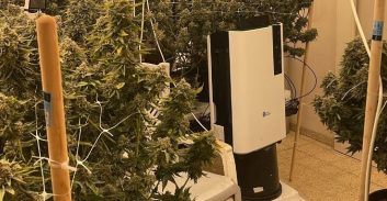 שוחרר למעצר בית חשוד בגידול רבע טון קנאביס בביתו בקריית אתא