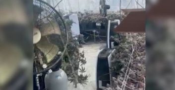 שני חשודים בגידול יותר מחצי טון קנאביס בראשון לציון