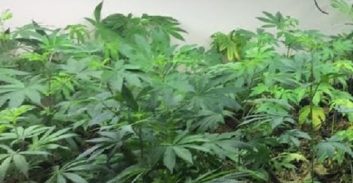 פרסום ראשון: עורך דין נעצר בחשד לגידול קנאביס במעבדה בשרון