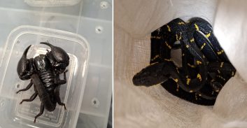 בן 25 ניסה להבריח לארץ בעלי חיים אקזוטיים מתאילנד בתוך מזוודה