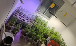 תושב הקריות חשוד בגידול קנאביס בדירה בחיפה