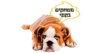 שופט בדימוס: הילד לא פינה אחרי הכלב והאימא קיבלה דוח? לא-חוקי