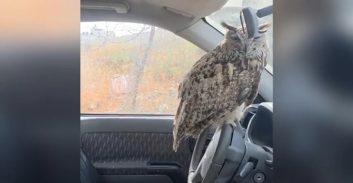 צפו: כך חולץ בעל חיים מוגן מרכב בשכונת בית חנינא בירושלים