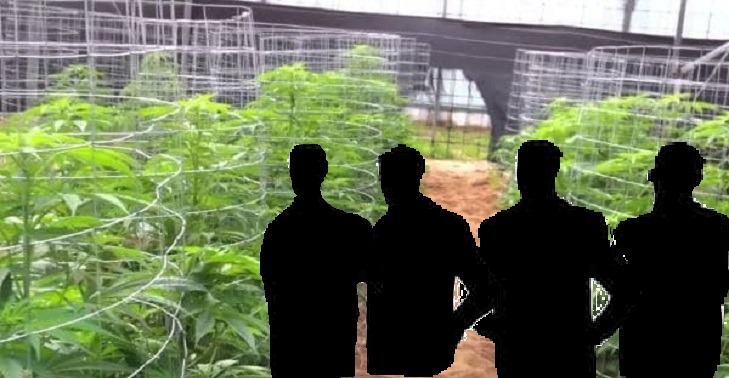 קנאביס רפואי עוקץ עבריינים