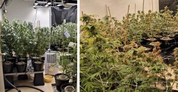 קרית ביאליק: שני חשודים בתיק מעבדת הידרו עם מאות שתילי קנאביס