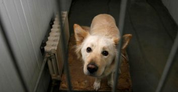 נלחם על הבית: רעייתו המנוחה הורישה את ביתם לאגודה לצער בעלי-חיים