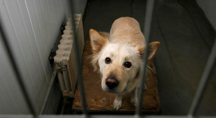 ארכיון אגודה לצער בעלי חיים פלאש 90