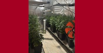 קצרין: חשוד בהכנה והחזקת קנאביס קפץ מהגג אבל נעצר ע"י השוטרים