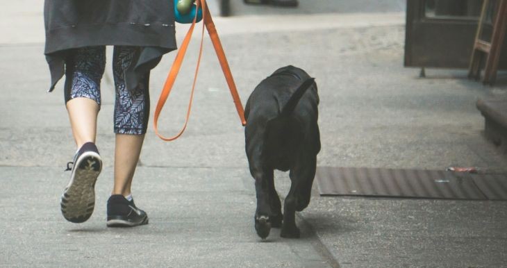 סכסוך שכנים כלבים