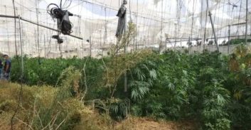 בעלת עסק בגולן נעצרה בחשד לגידול סמים ונטילת חשמל בגניבה