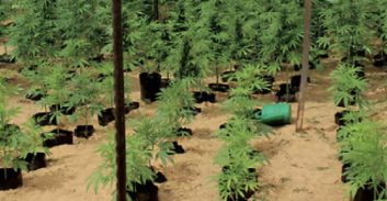 העונש שנגזר על תושב הנגב שגידל כ-40 ק"ג קנאביס בשטח ציבורי