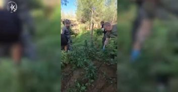 שדה קנאביס נחשף בדרום הארץ – שלושה נעצרו