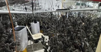 120 ק"ג קנאביס במעבדות סמים בקרית מוצקין וקרית ביאליק