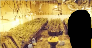 העונש לנצר של רב מפורסם מבני ברק שהקים מעבדת קנאביס בטבריה