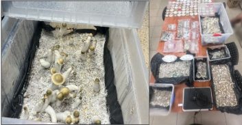 בלשים התחזו לעובדי דואר ועצרו חשוד בגידול יבוא והכנת פטריות הזיה