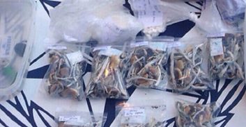 אישום: סמי-הזיה מהולנד, גידול פטריות בבית וסחר בקוביות סוכר טבולות באסיד