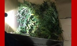 שלושה נעצרו בחשד לגידול אלפי שתילי קנאביס במשקל כ-137 ק"ג