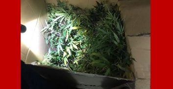 שלושה נעצרו בחשד לגידול אלפי שתילי קנאביס במשקל כ-137 ק"ג